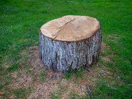 Best Tree Preservation Services  in Endwell, NY