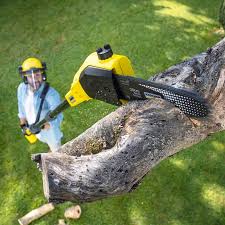 How Our Tree Care Process Works  in  Endwell, NY