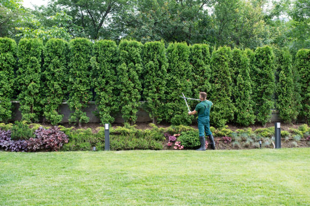 Best Tree Disease Treatment  in Endwell, NY