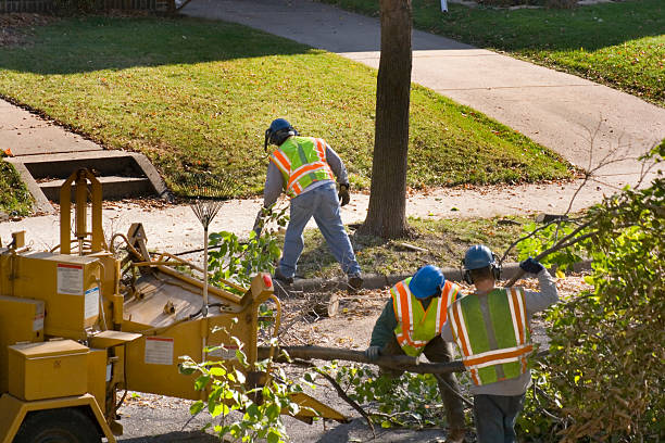 Best Commercial Tree Services  in Endwell, NY
