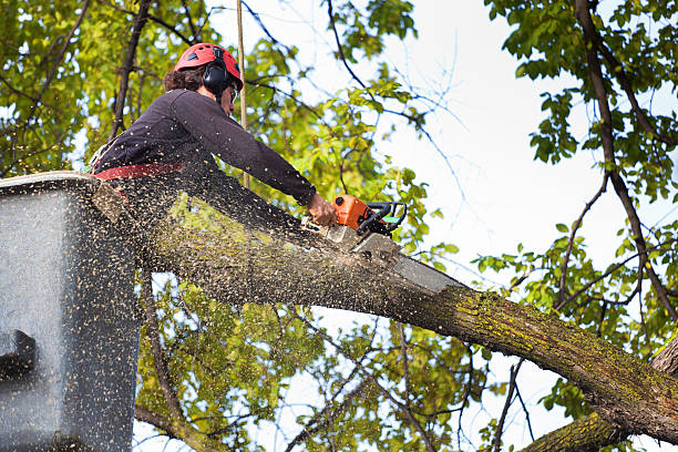 Best Lawn Watering Services  in Endwell, NY